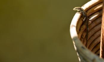 Réalisez un abri pour lézard dans votre maison