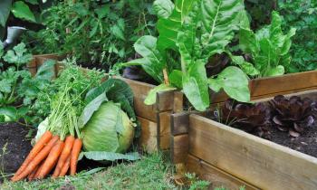 Que planter dans un carré potager ?