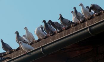 Comment éloigner les pigeons sans violence ?