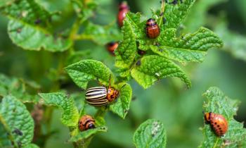 Repousser les nuisibles au potager