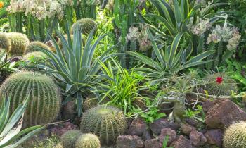 Plantes pour un jardin sans eau