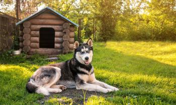 Les niches pour chiens échappent généralement à toutes taxes locales. © vovashevchuk – Getty Images