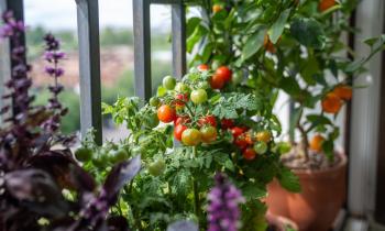 Comment planter des tomates sur un balcon ou une terrasse