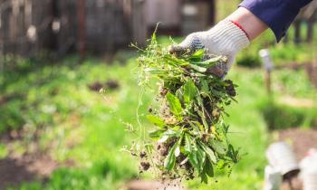 Désherbage naturel : 7 méthodes efficaces à connaître
