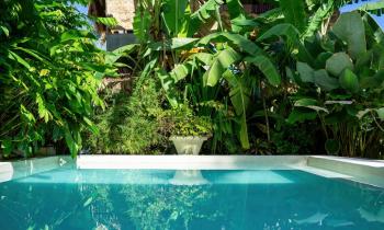 Quelles plantes installer autour d'une piscine ?