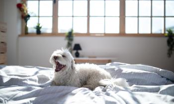 Location saisonnière chien accepté