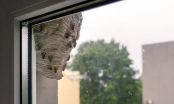 Nid de guêpes dans un logement