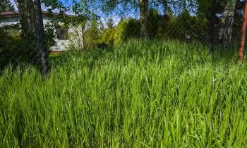 Tonte d'herbes hautes : est-ce obligatoire ?