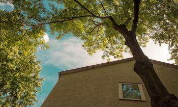 arbre-plus-10-metres-voisin-loi-seloger