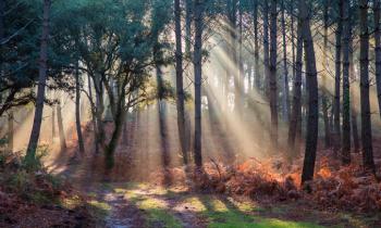 forêt