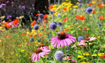 Qu'est-ce que le chaos gardening ?