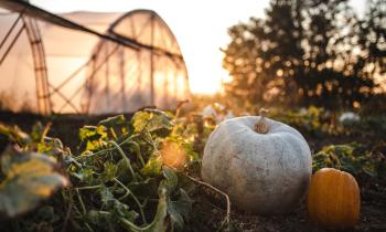 L'automne arrive : il est temps de bouturer