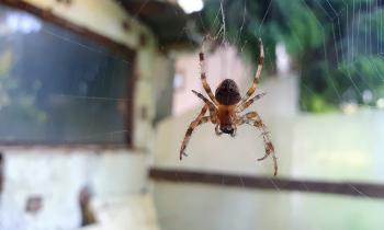 Les moyens pour repousser les araignées