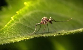 Pourquoi ma maison attire les moustiques ?