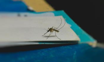 Quels coins de la maison attirent les moustiques ?