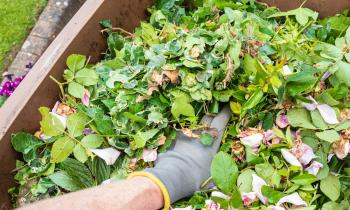 Des trésors verts à exploiter