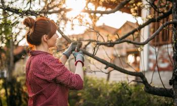 Une jeune femme portant un chignon élague un pommier dans son jardin à l'aide d'un sécateur