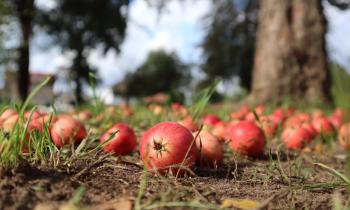 Que faire des fruits tombés au sol dans votre jardin ?