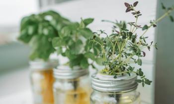 Hydroponie : ces 6 plantes aromatiques se cultivent très bien dans l'eau