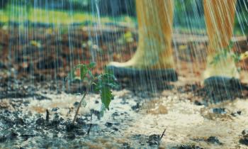 Potager : les bons réflexes pour le protéger des fortes pluies.