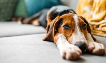 Copropriété : quelles sont les règles à connaître si vous avez un chien ?