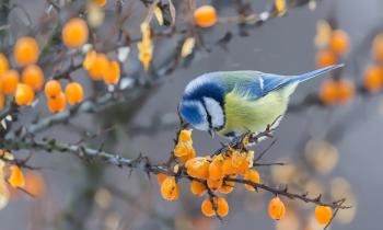Quels arbustes à baies aident les oiseaux à passer l'hiver ?