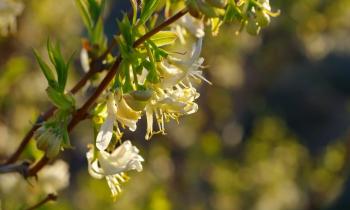 Ces arbustes à planter maintenant pour un jardin fleuri tout l'hiver.