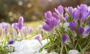 Ces bulbes à planter dès maintenant pour un jardin fleuri cet hiver