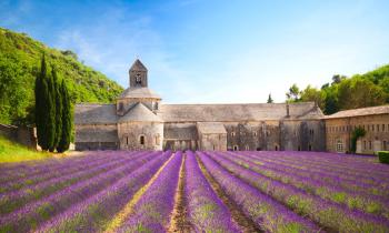 L'abbaye de Sénanque et son champ de lavande en fleurs 