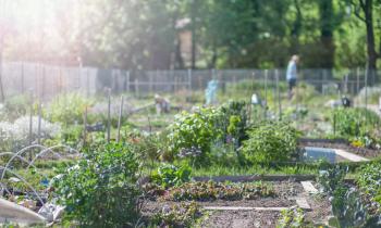 Tourcoing quartier la bourgogne jardin