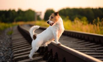 Jack Russell seul sur les rails d'une voie ferrée au coucher du soleil