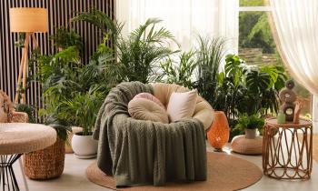 Les plantes qui attirent la chance en 2026