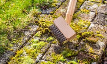Mousse sur la terrasse : pourquoi elle s’installe et comment l’éliminer ?