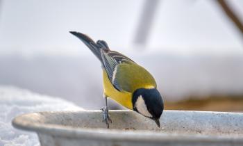 Les bonnes pratiques pour donner de l'eau aux mésanges en hiver
