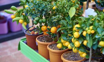 Top 5 des fruitiers nains à planter sur un balcon