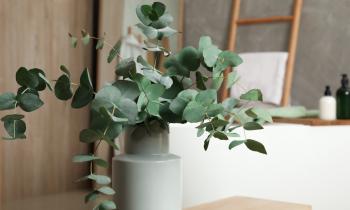 L'eucalyptus, une plante incontournable pour parfumer votre intérieur.