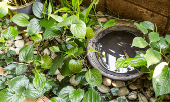 Certains points d'eau stagnantes, aussi petits soient-ils, permettent aux moustiques de proliférer. ©ThamKC - Getty images