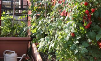 Le potager vertical pour produire des légumes sur son balcon