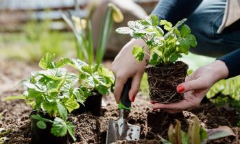 Le printemps arrive : les espèces à planter d'urgence en mars avril