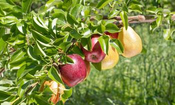 Les espèces de fruitiers à planter dans le Nord de la France