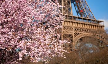 Cerisiers en fleurs : nos 7 spots préférés à Paris et en Île-de-France.