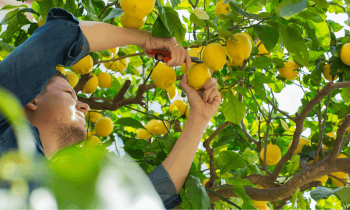 Avec quelques astuces simples, vous pouvez obtenir un beau citronnier en pleine forme et productif. © Aamulya - Getty images