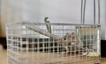 Piège à souris dératisation