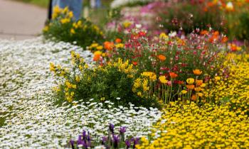 7 plantes qui aiment le soleil et n'ont pas besoin d'eau