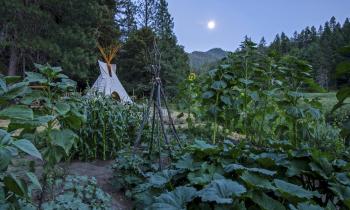 Faut-il suivre ou pas les calendriers lunaires pour jardiner