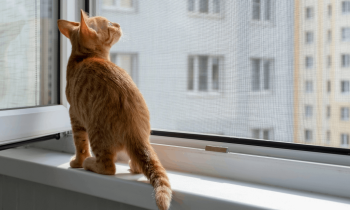 Vous pouvez installer une moustiquaire sans l'autorisation de votre propriétaire dès lors qu'il s'agit d'une installation légère et réversible. © Olga Gubskaya - Getty images