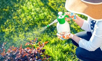 Les meilleures recettes d'insecticides naturels