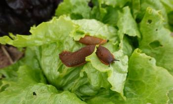 Nos astuces naturelles pour écarter les limaces