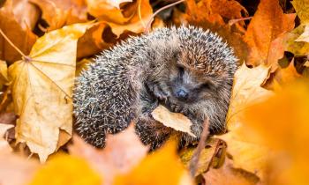 Hérisson en détresse : 5 gestes simples pour l'aider sans lui faire de mal.