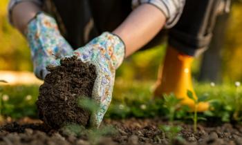 Ces plantes remplacent le gazon… et demandent (presque) zéro entretien.
